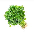 Coriander (Dhaniya) Bunch